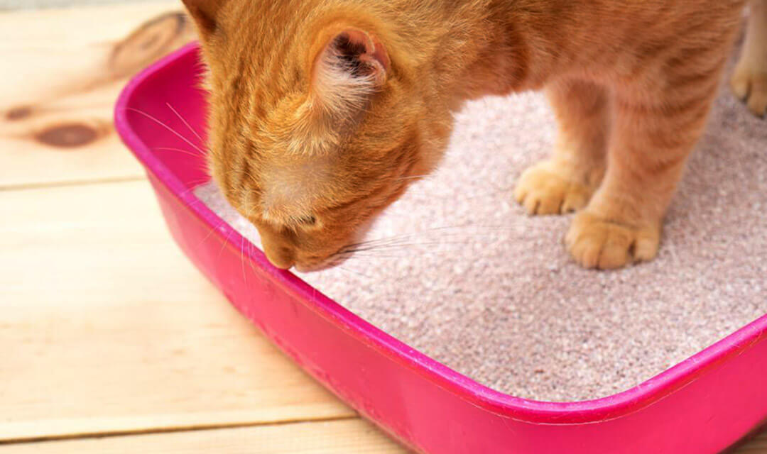 How To Litter Box Train A Stray Cat